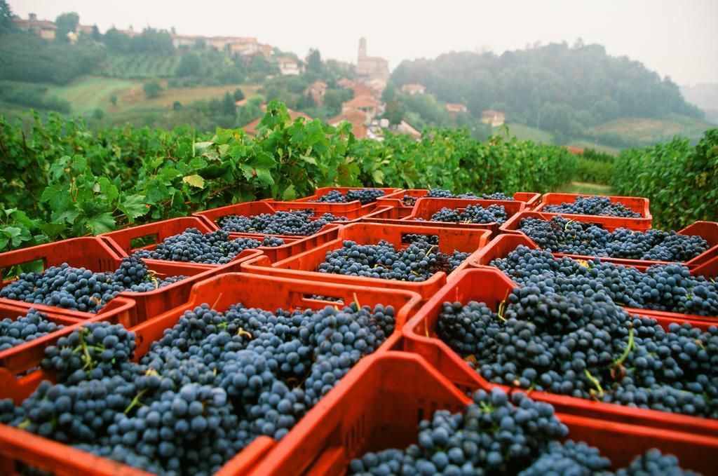 Marchesi Alfieri - Cantine E Ospitalita San Martino Alfieri 外观 照片